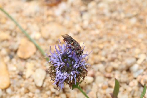 Parnopes grandior